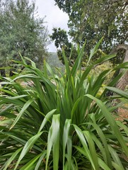 Phormium tenax 'arawa'