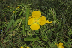 Ludwigia bonariensis