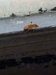 Hamatophylus guttulosus