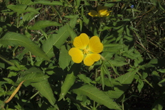 Ludwigia bonariensis