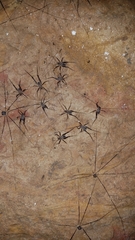 Euhadenoecus puteanus