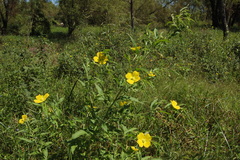 Ludwigia bonariensis