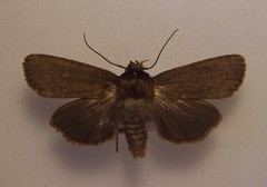 Bityla defigurata