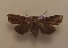 Ichneutica morosa