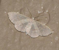 Acratodes suavata