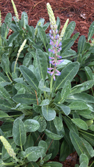 Lupinus diffusus