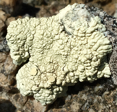 Protoparmeliopsis pinguis