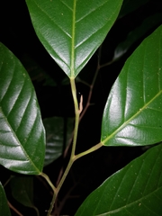 Minquartia guianensis