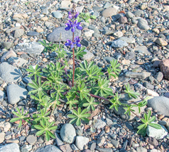 Lupinus formosus formosus