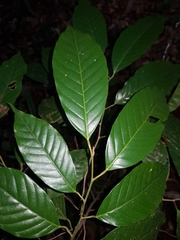 Minquartia guianensis