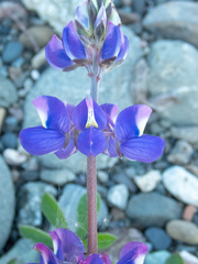 Lupinus formosus formosus