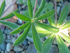 Lupinus formosus formosus