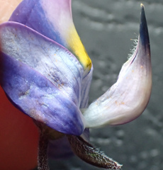 Lupinus formosus formosus