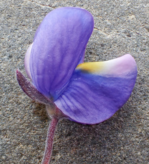 Lupinus formosus formosus