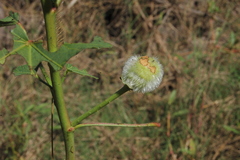 Hibiscus striatus