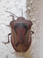 Chalcopis glandulosa
