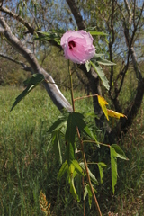 Hibiscus striatus