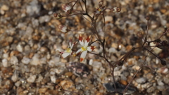 Nemacladus rubescens