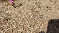 Nemacladus rubescens