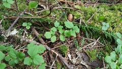 Cardamine angulata