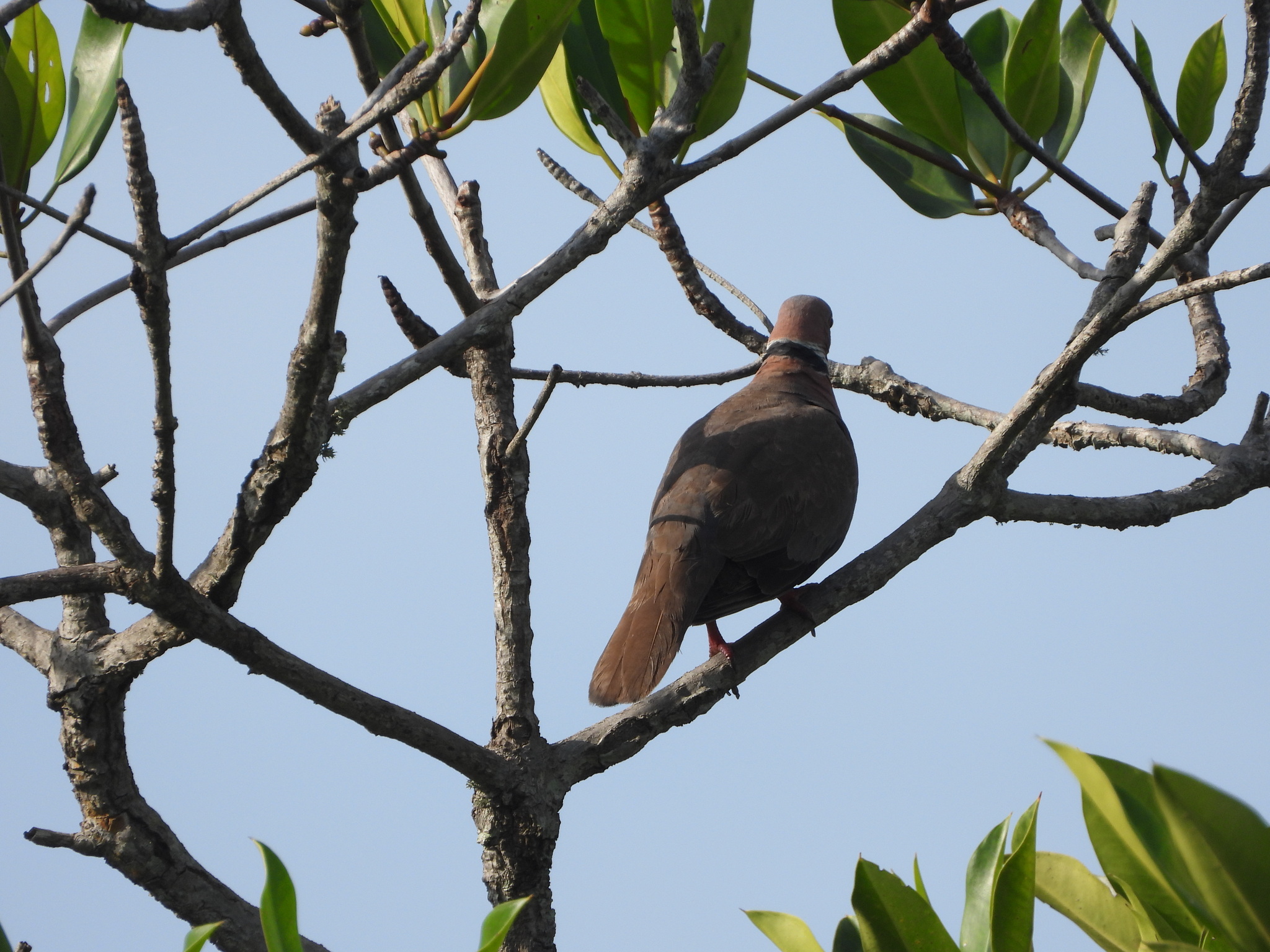Sunda Collared Dove (Streptopelia bitorquata), photo 7