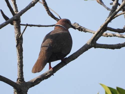 Sunda Collared Dove (Streptopelia bitorquata), photo 10