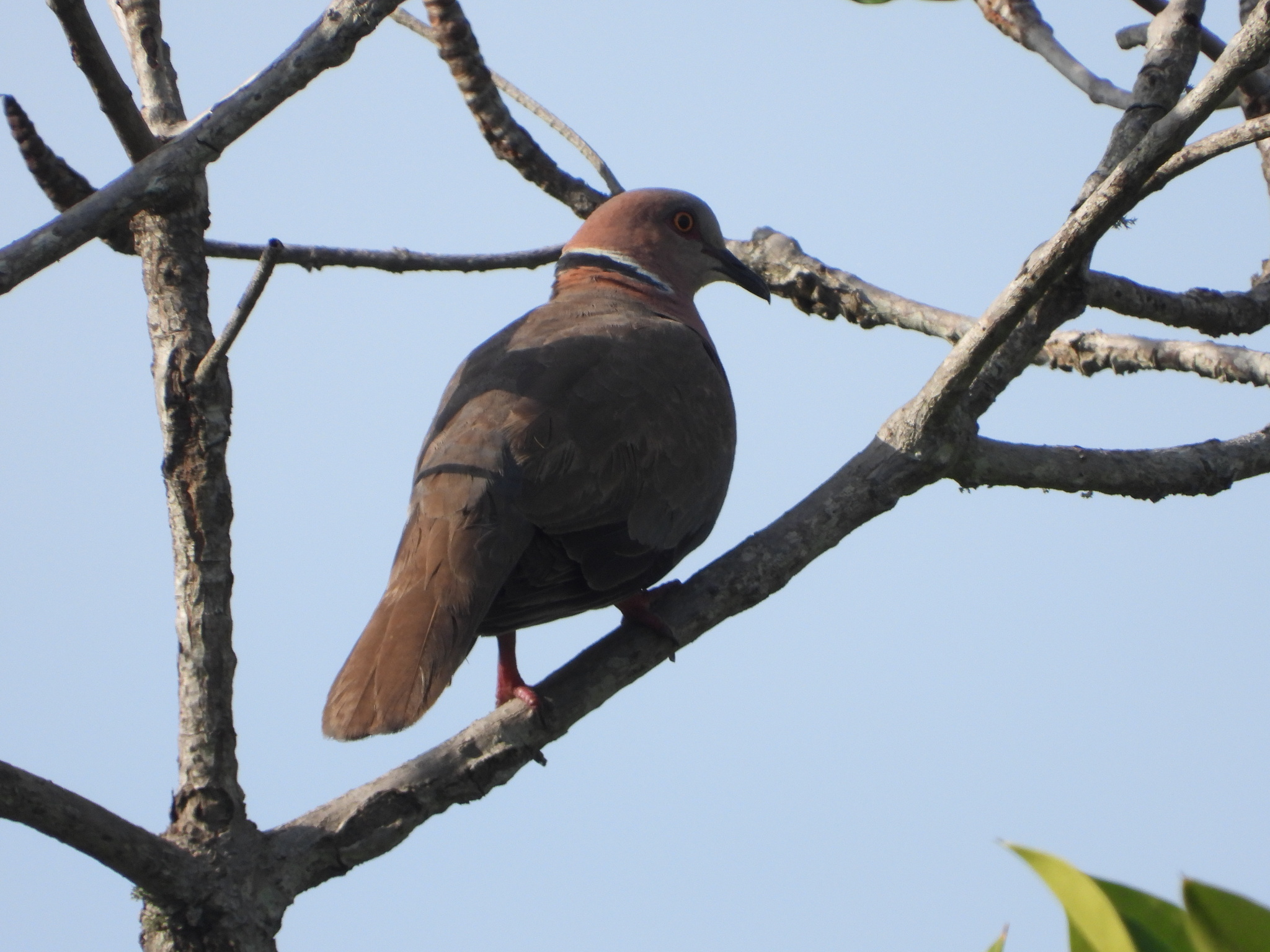 Sunda Collared Dove (Streptopelia bitorquata), photo 8