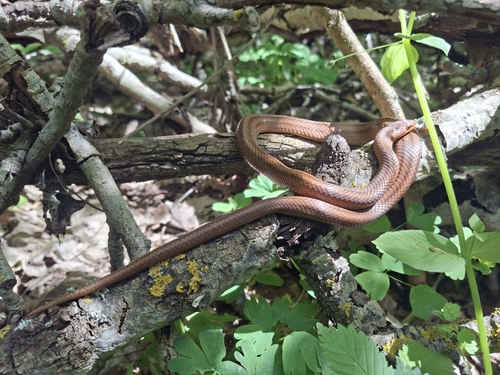Smooth Snake
