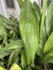 Aspidistra