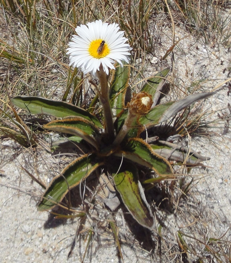 Mountain Daisy
