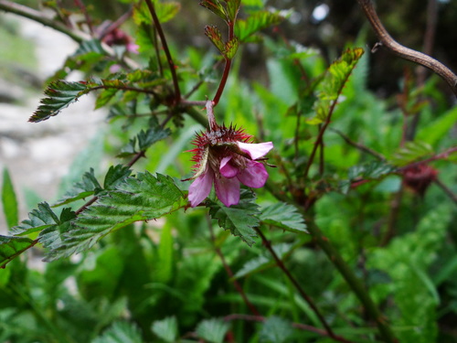 Image of Rubus pungens by (c) 呂一起(Lu i-chi), some rights reserved (CC BY)