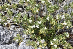 Strumpfia maritima
