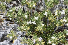 Strumpfia maritima