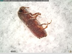 Ips grandicollis
