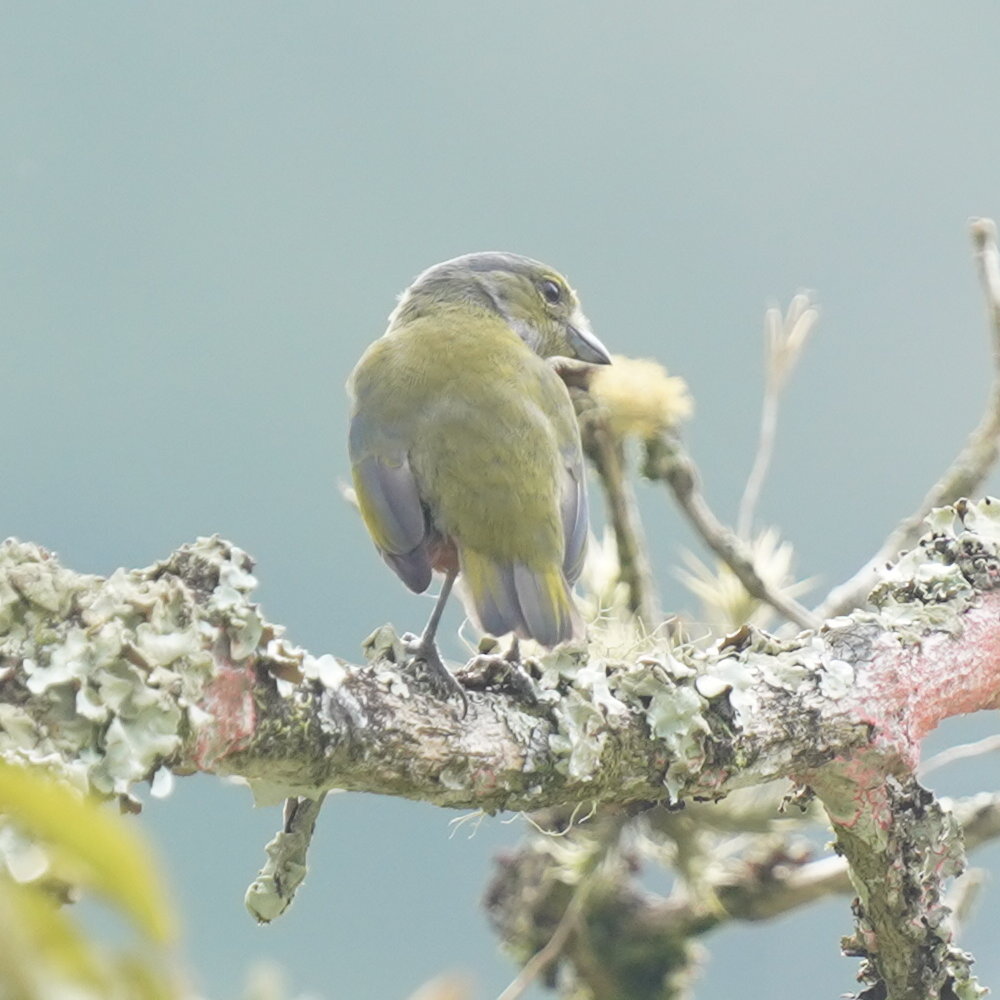 Chestnut-bellied Euphonia (Euphonia pectoralis), photo 9