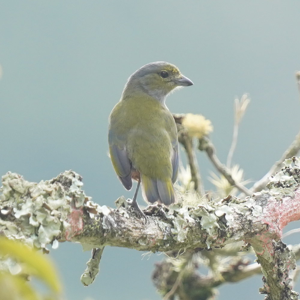 Chestnut-bellied Euphonia (Euphonia pectoralis), photo 8