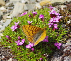 Boloria astarte