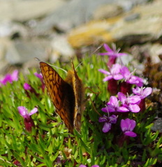 Boloria astarte