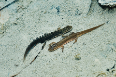 Lissotriton lantzi