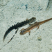 Caucasian Smooth Newt - Photo (c) lugachev_vitaly, some rights reserved (CC BY-NC-ND), uploaded by lugachev_vitaly