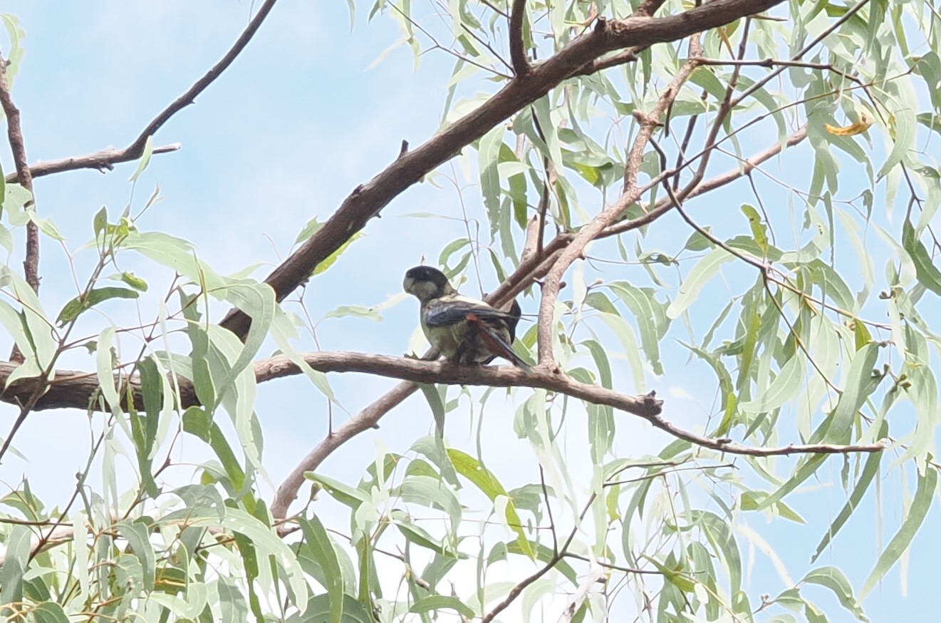 Northern Rosella (Platycercus venustus), photo 1