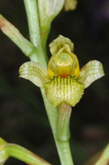 Chloraea