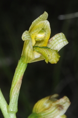 Chloraea