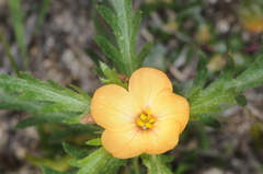 Turnera sidoides