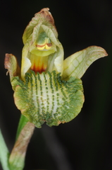 Chloraea