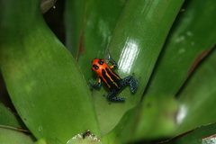 Mimic Poison Frog photo 2