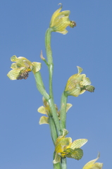 Chloraea