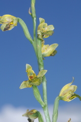 Chloraea