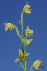 Chloraea
