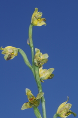 Chloraea